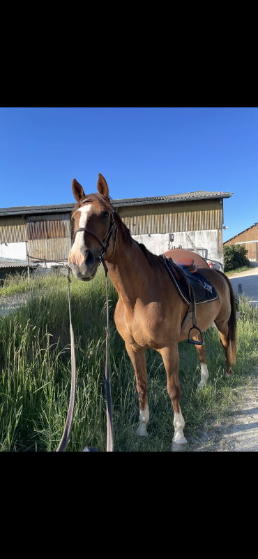 Vente de cheval : Dry Oaks